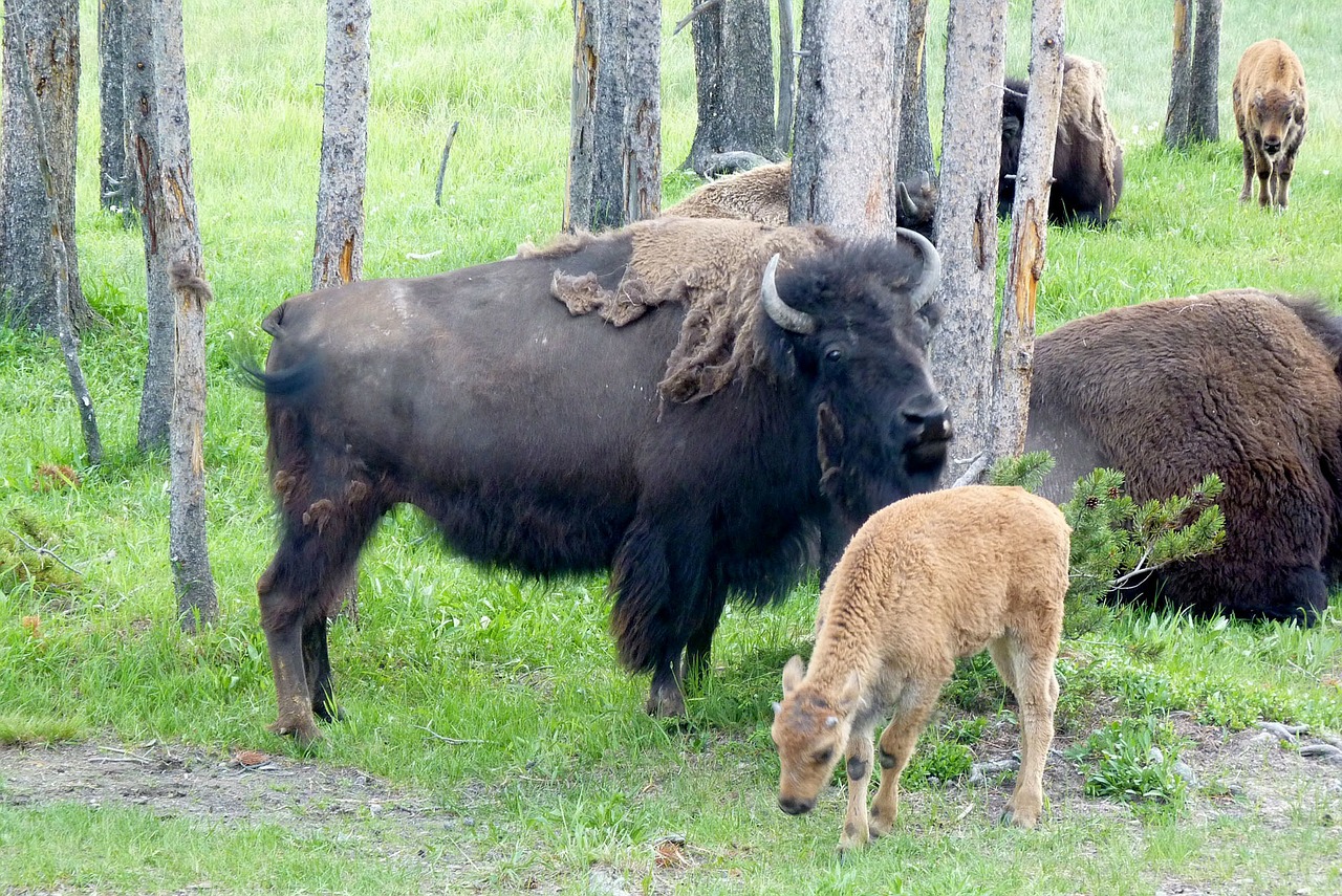 buffalo bison animal free photo