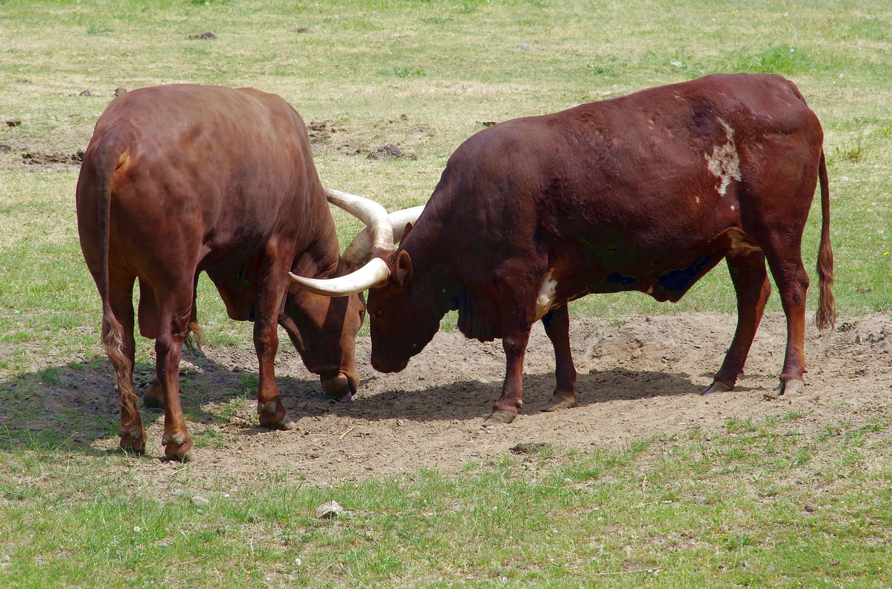 buffalo the longest horns watusi free photo