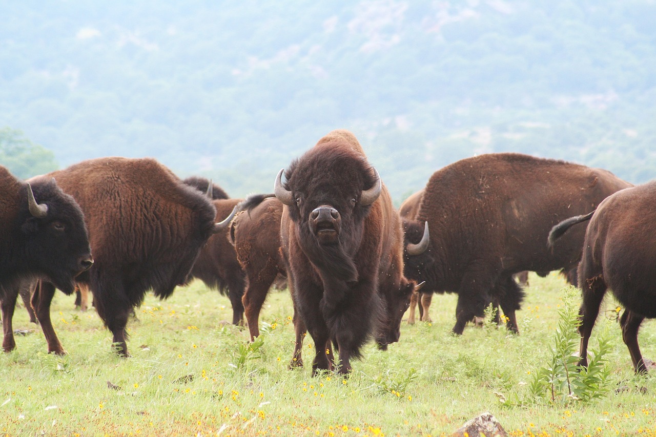 buffalo oklahoma bison free photo