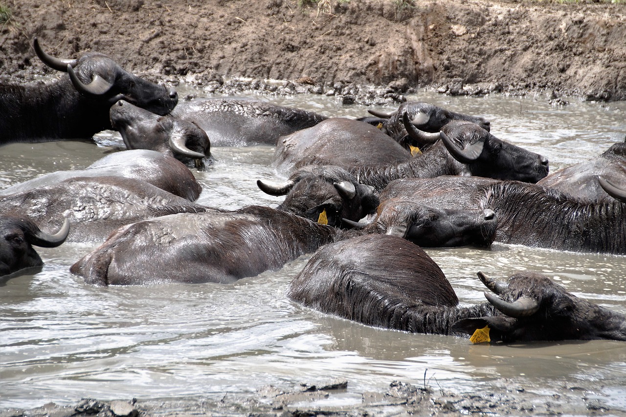 buffalo animal mud free photo