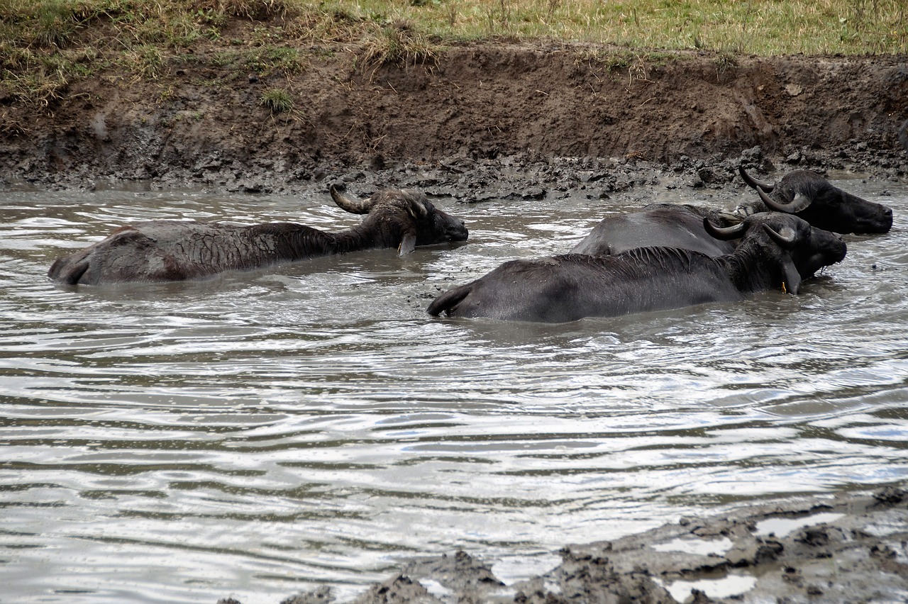 buffalo mud take a bath free photo