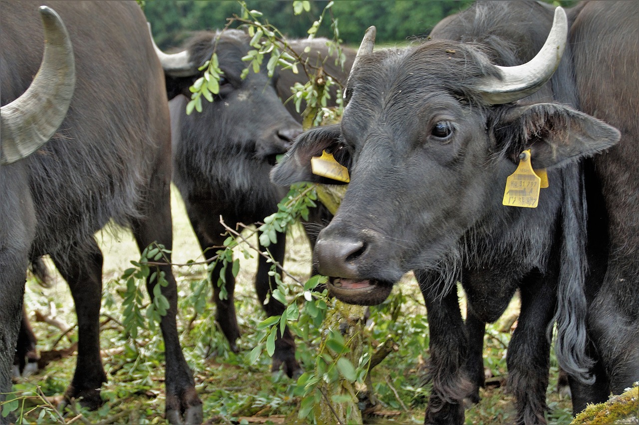 buffalo cow black free photo