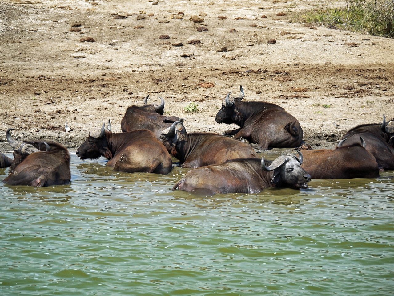 buffalo swim doze free photo