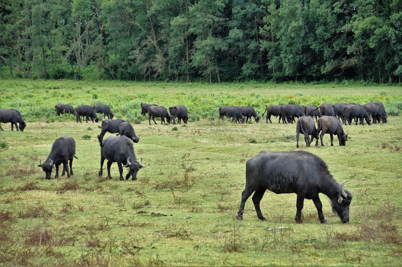 buffalo herd puszta free photo