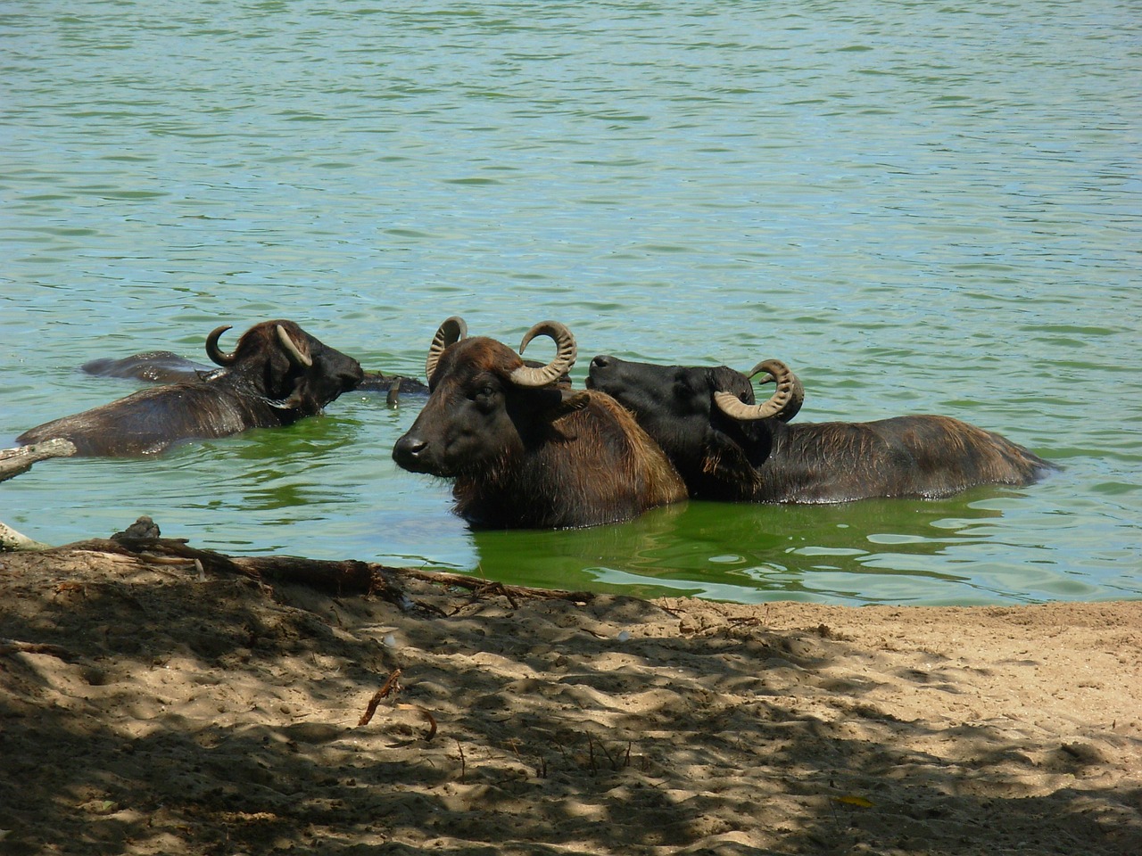 buffalo nature animals free photo