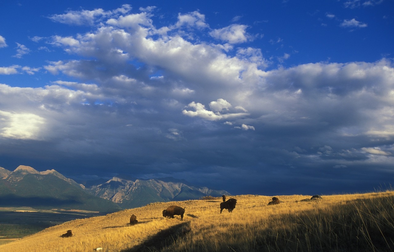 buffalo herd animals free photo