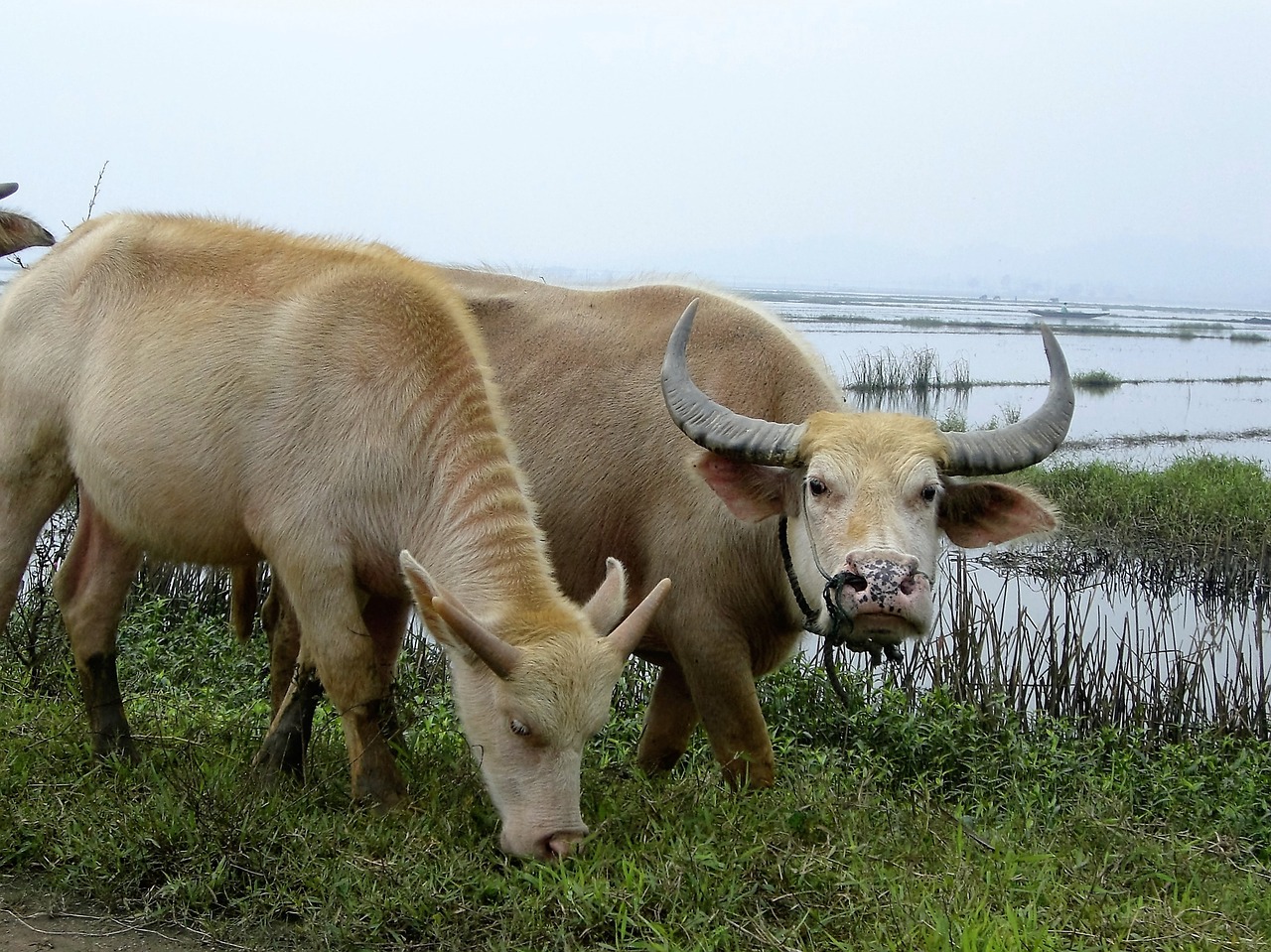 buffalo asia viet nam free photo