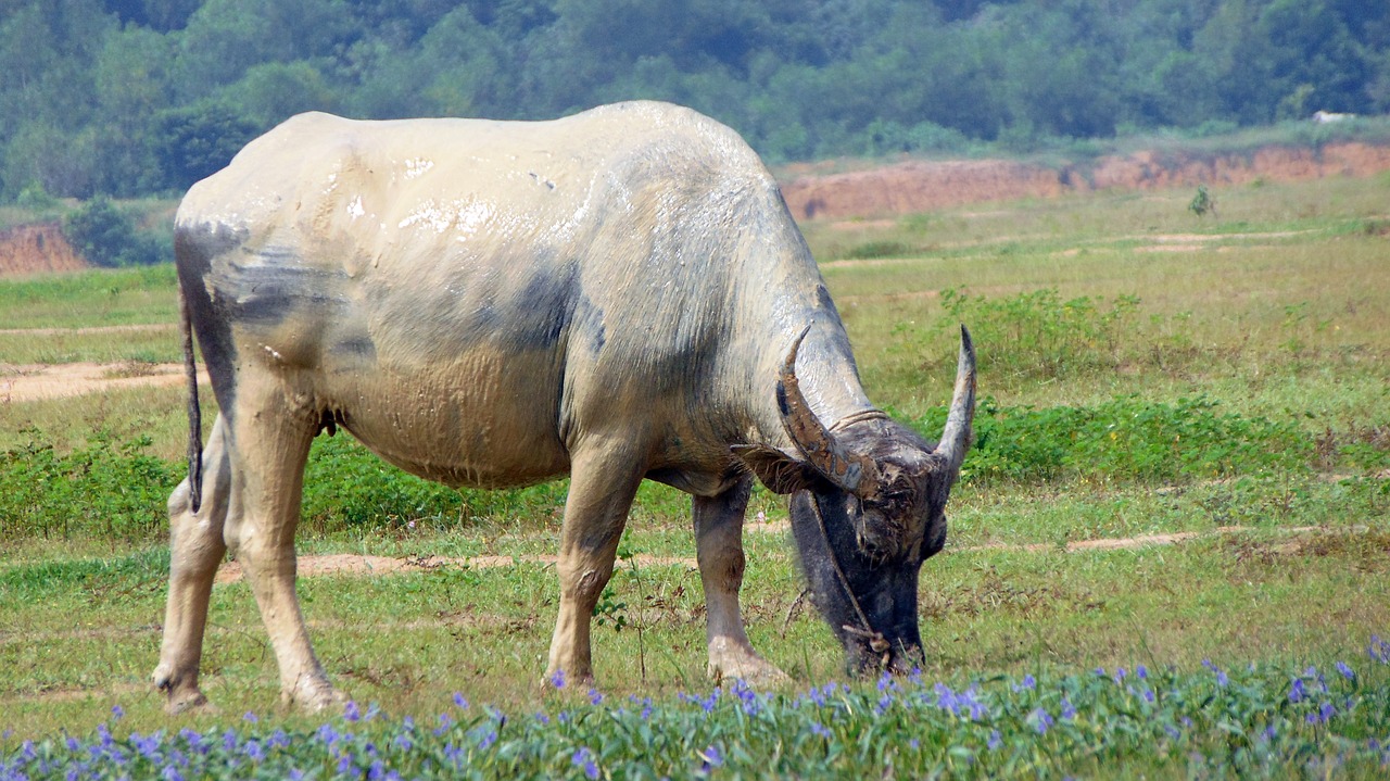 buffalo vietnam beautiful fresh free photo