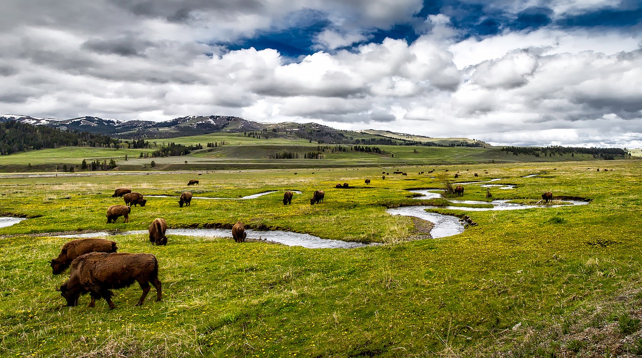 buffalo bison american free photo