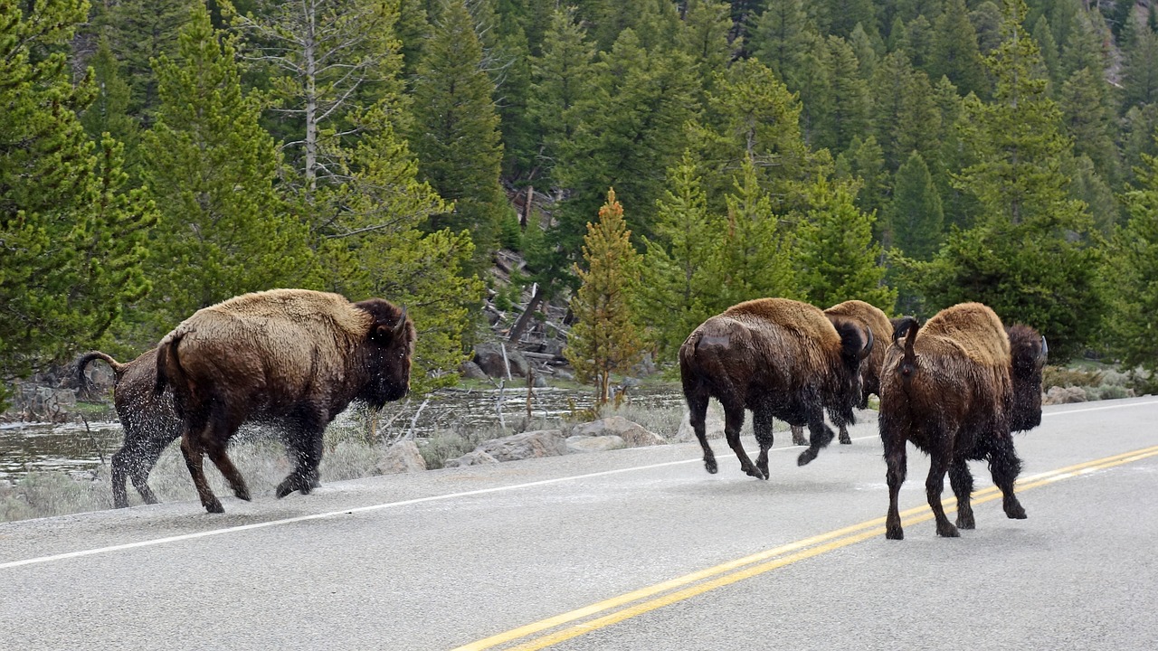 buffalo bison yellowstone free photo