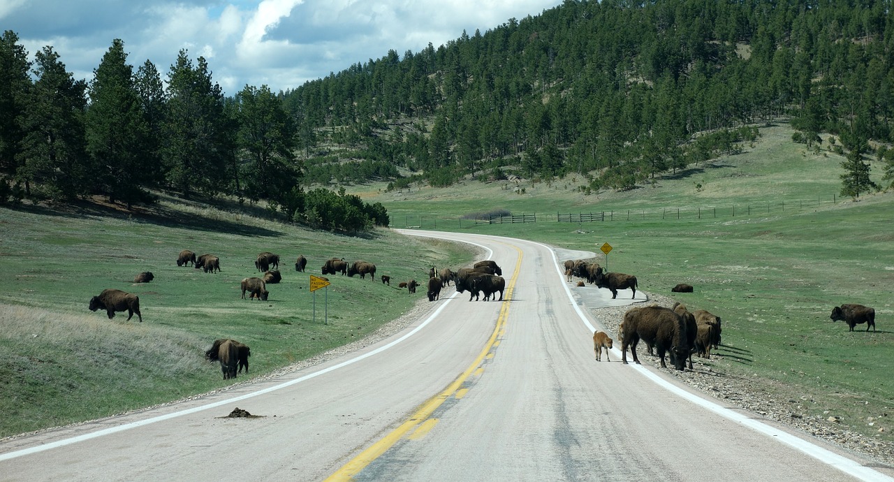 buffalo bison yellowstone free photo