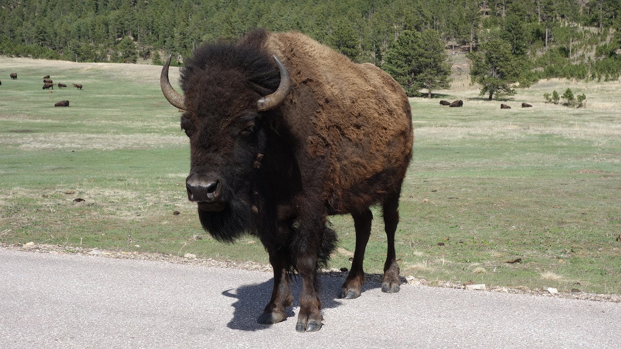 buffalo bison yellowstone free photo