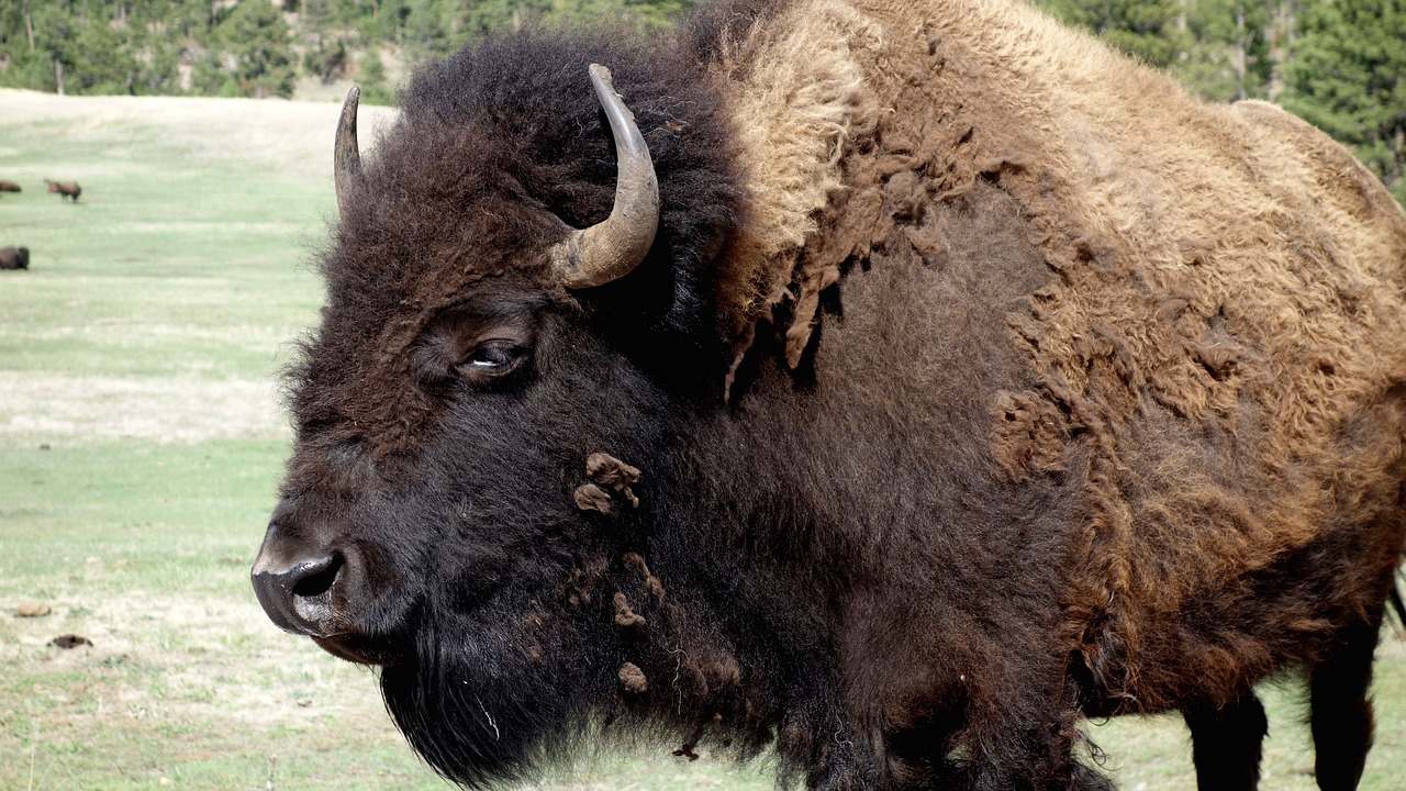 buffalo bison yellowstone free photo