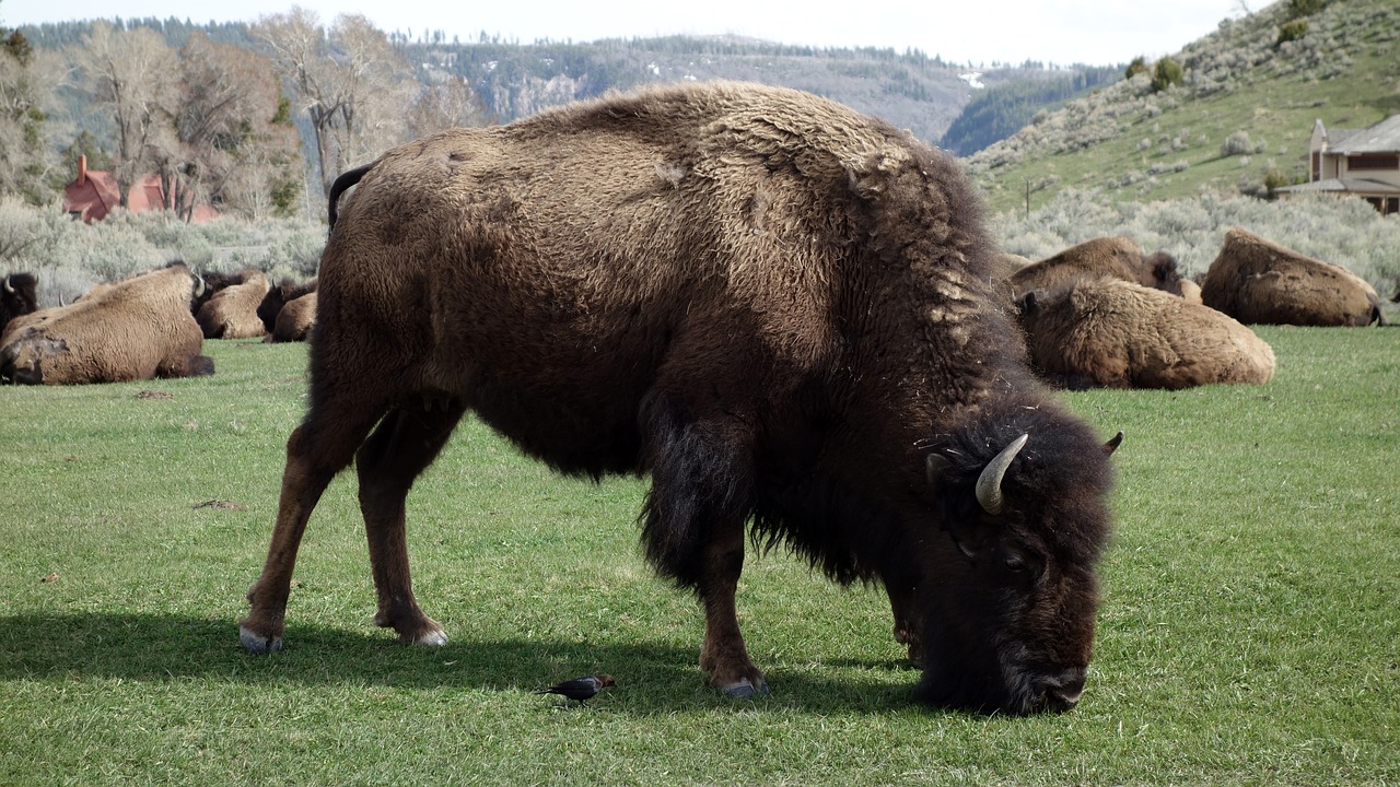 buffalo bison yellowstone free photo