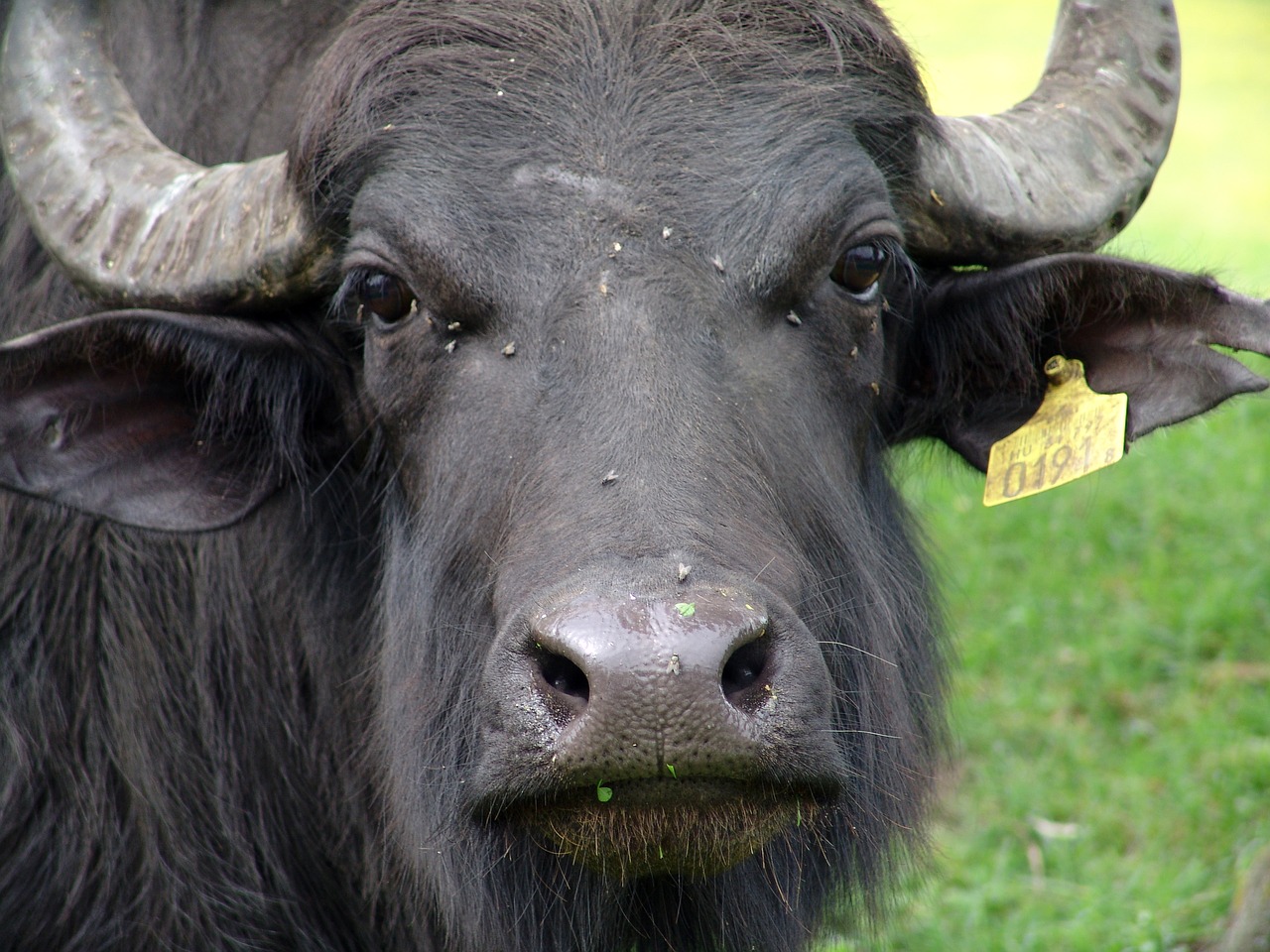 buffalo water buffalo wild animals free photo