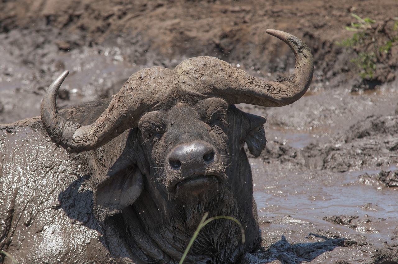 buffalo safari park south africa free photo