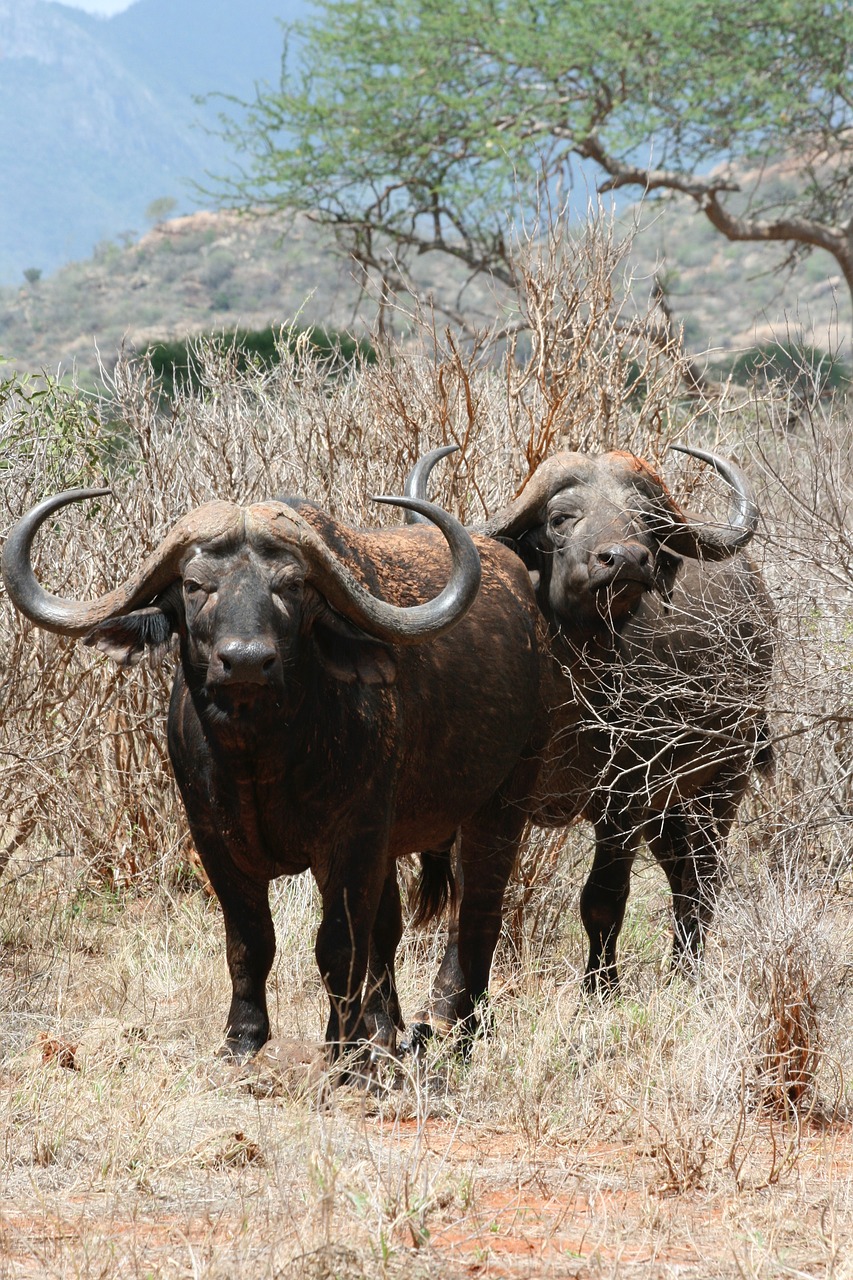 buffalo horns safari park free photo