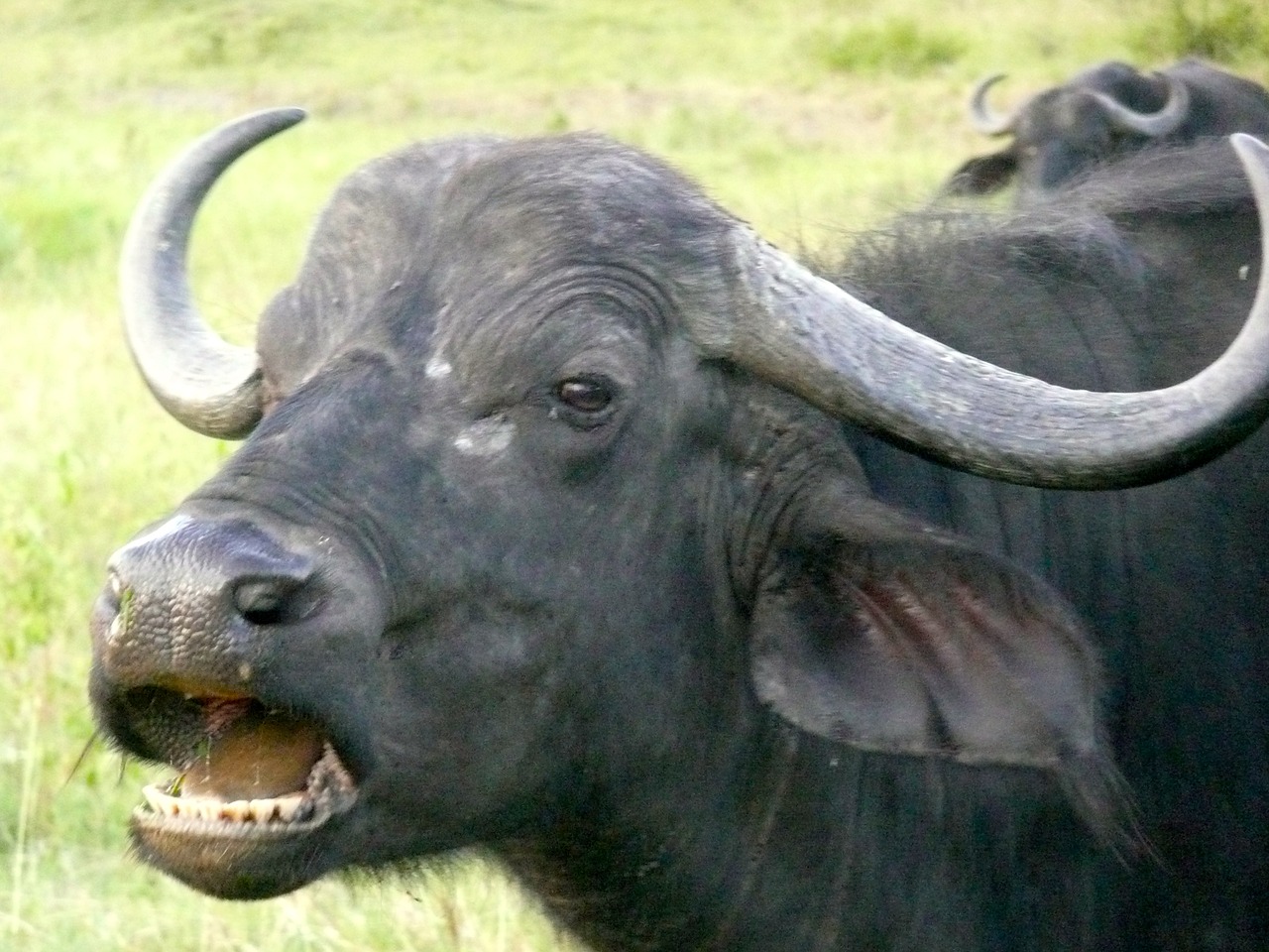 buffalo kenya wildlife free photo