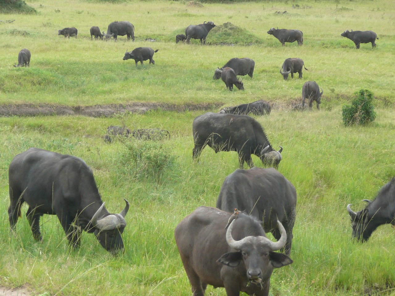 buffalo masai mara free photo