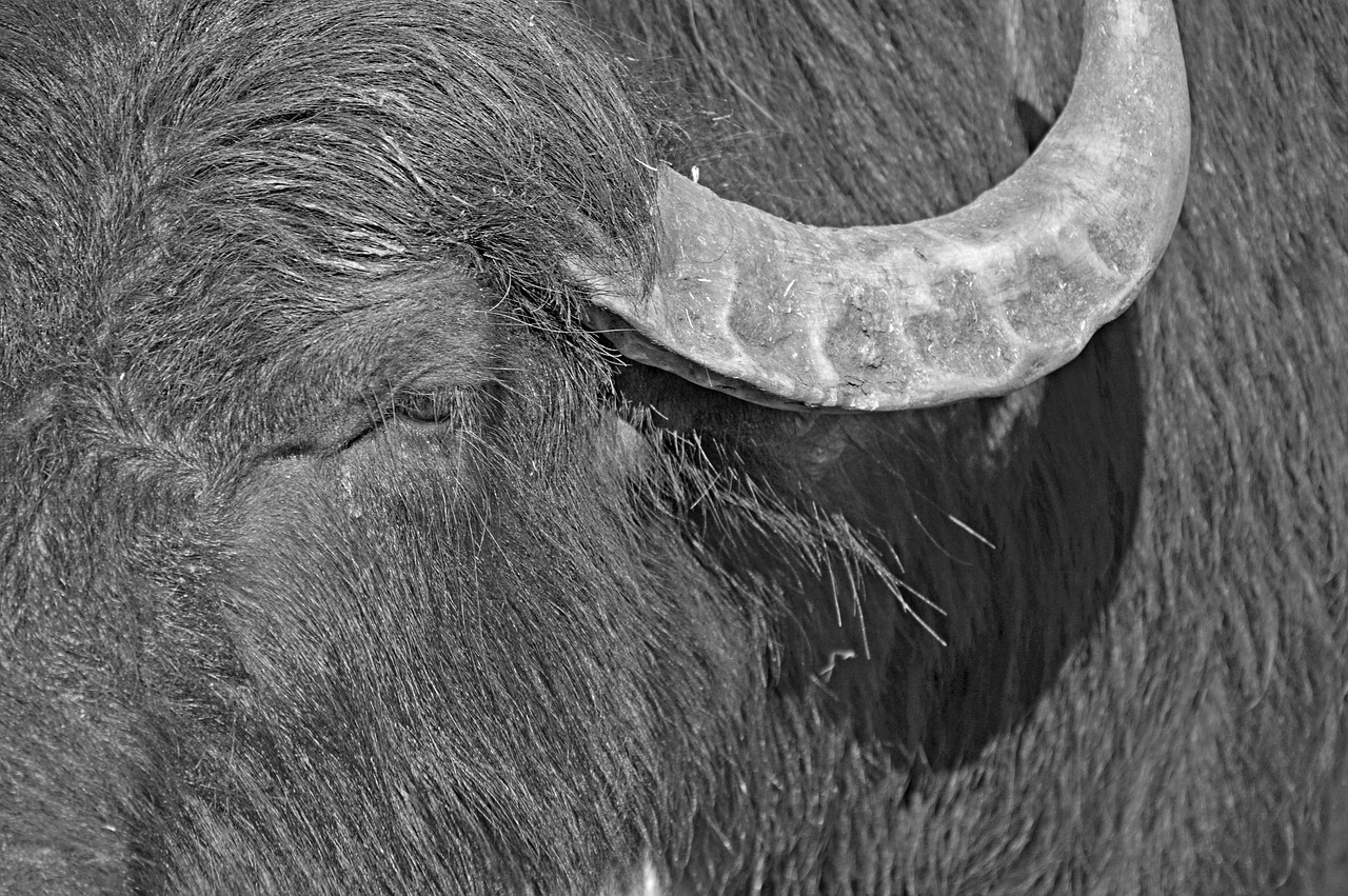 buffalo wilderness africa free photo