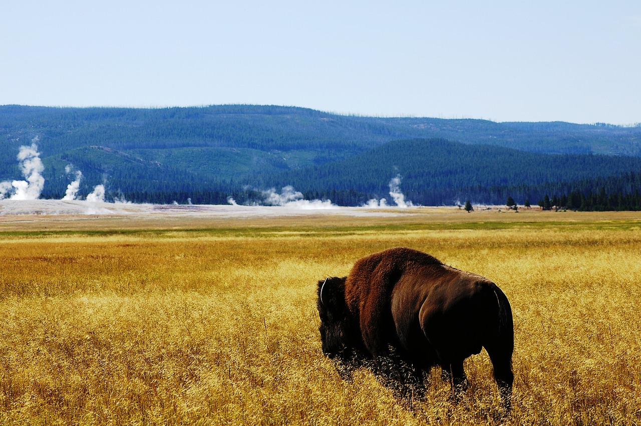 buffalo yellowstone free free photo