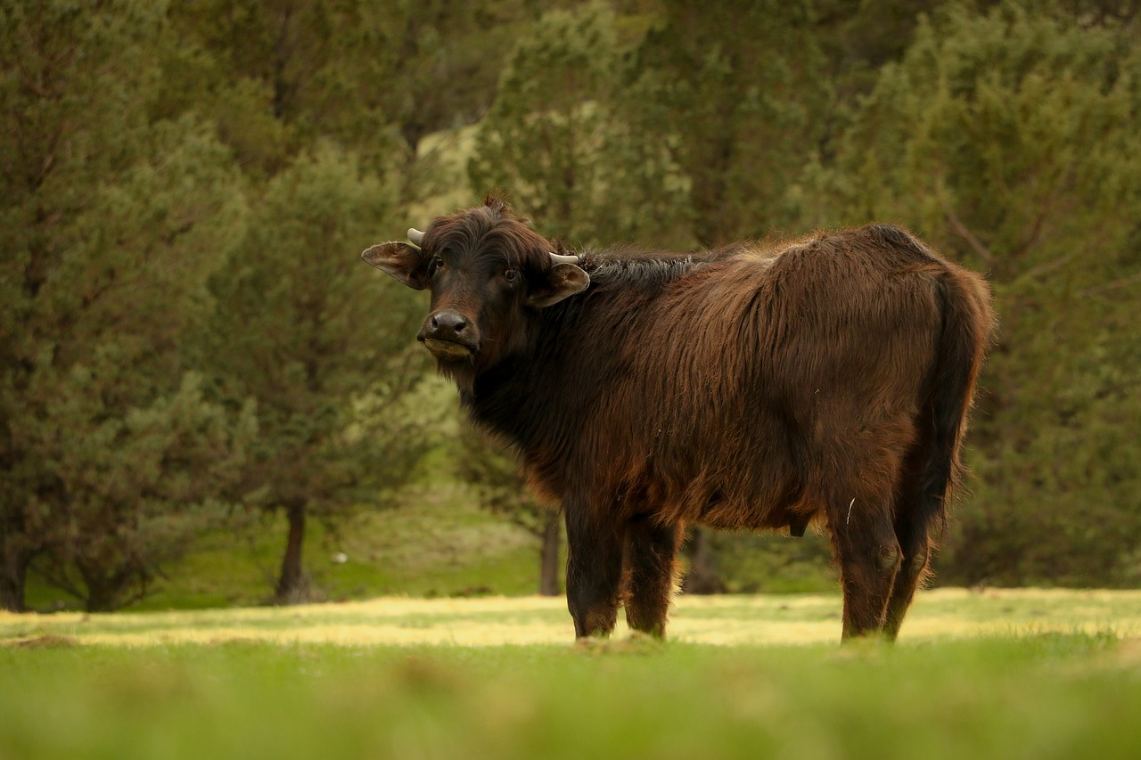 buffalo animal nature free photo