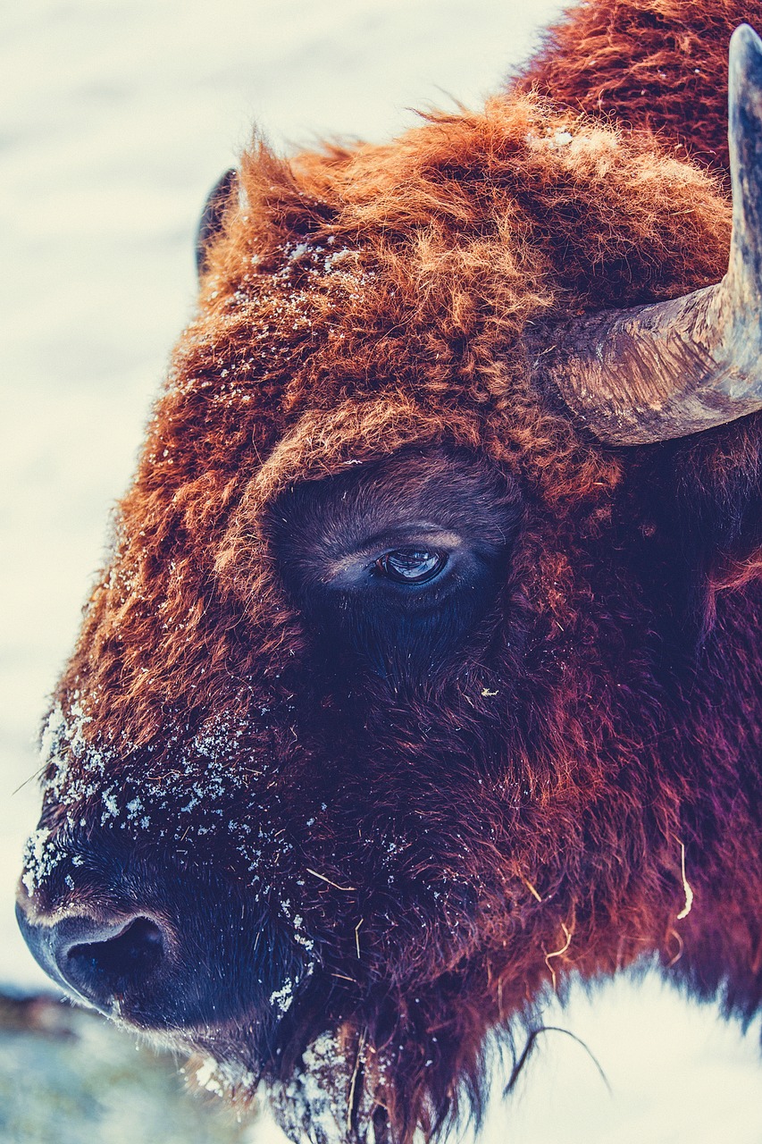 buffalo animal wildlife free photo