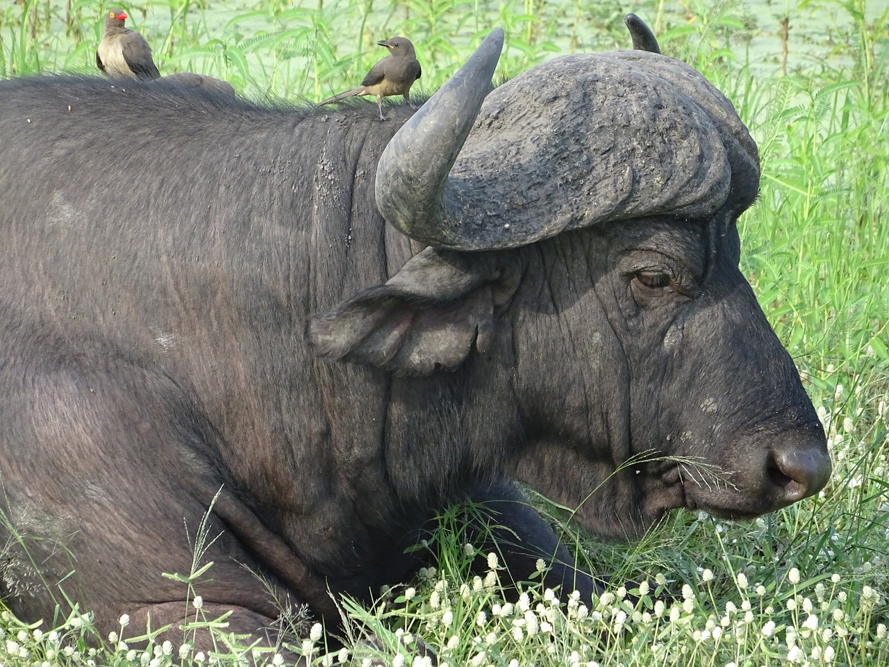 buffalo horns south africa free photo