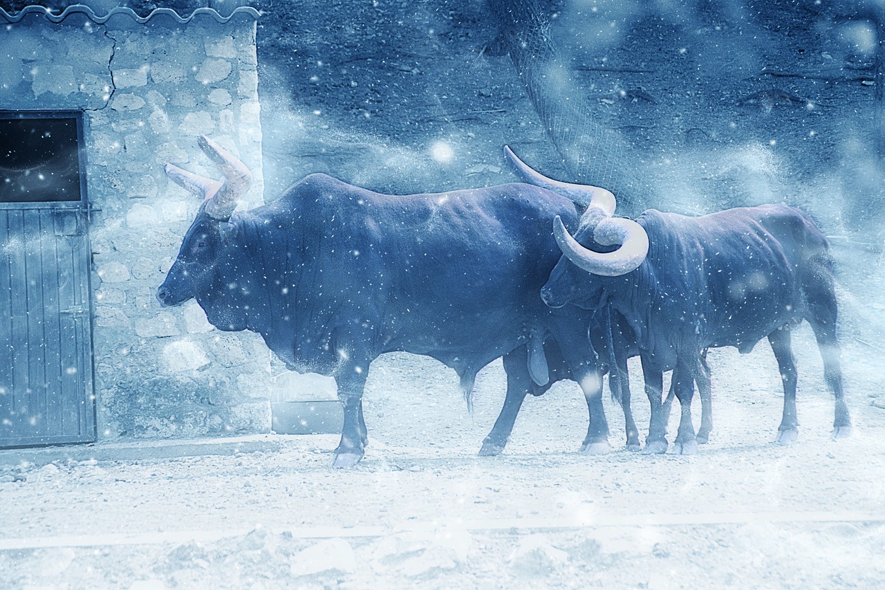 buffalo animal snow free photo