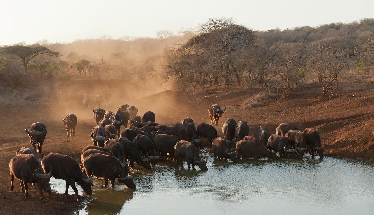 buffalo south africa savannah free photo