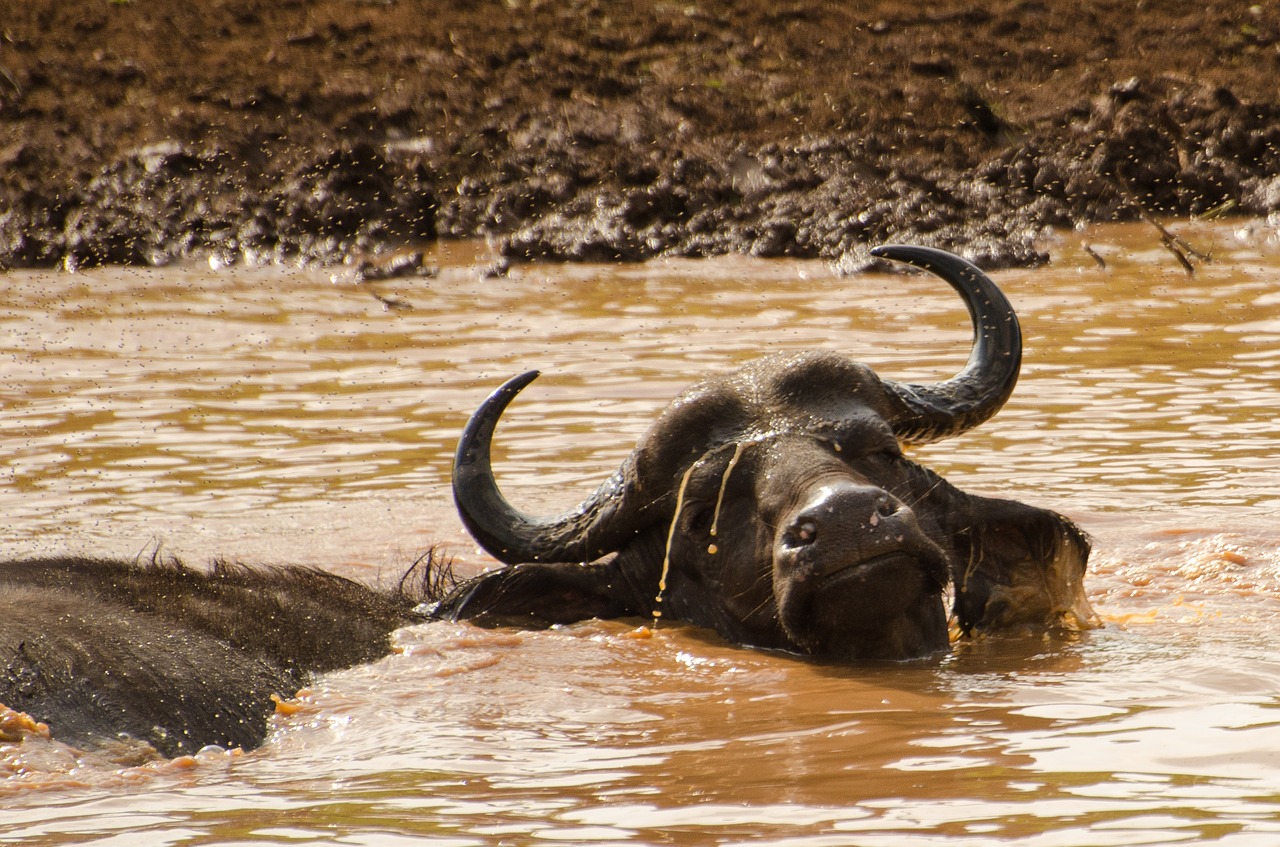 buffalo water south africa free photo