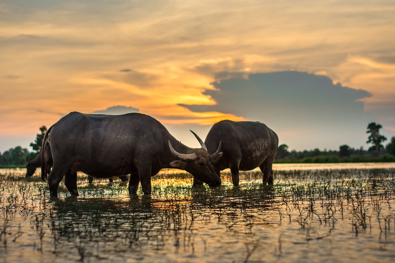 buffalo outside of the house thailand free photo