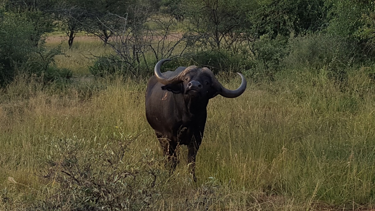 buffalo bush nature free photo