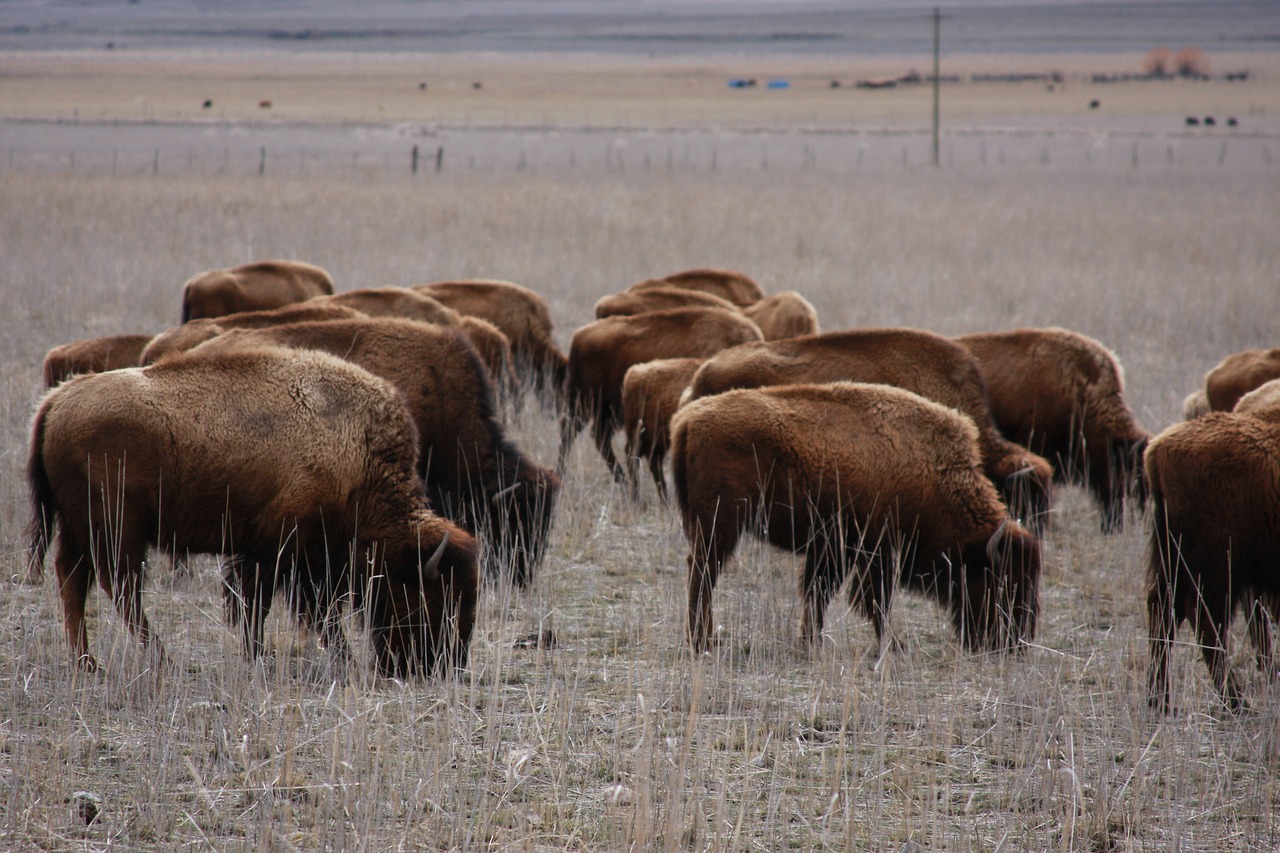 buffalo animals mammal free photo