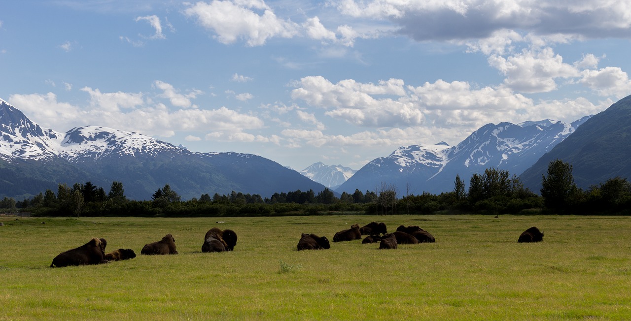 buffalo wild animal free photo