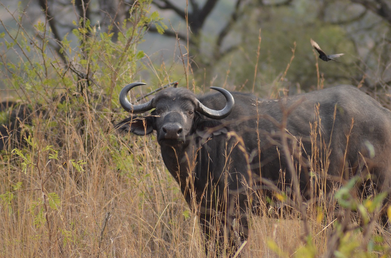buffalo africa safari free photo