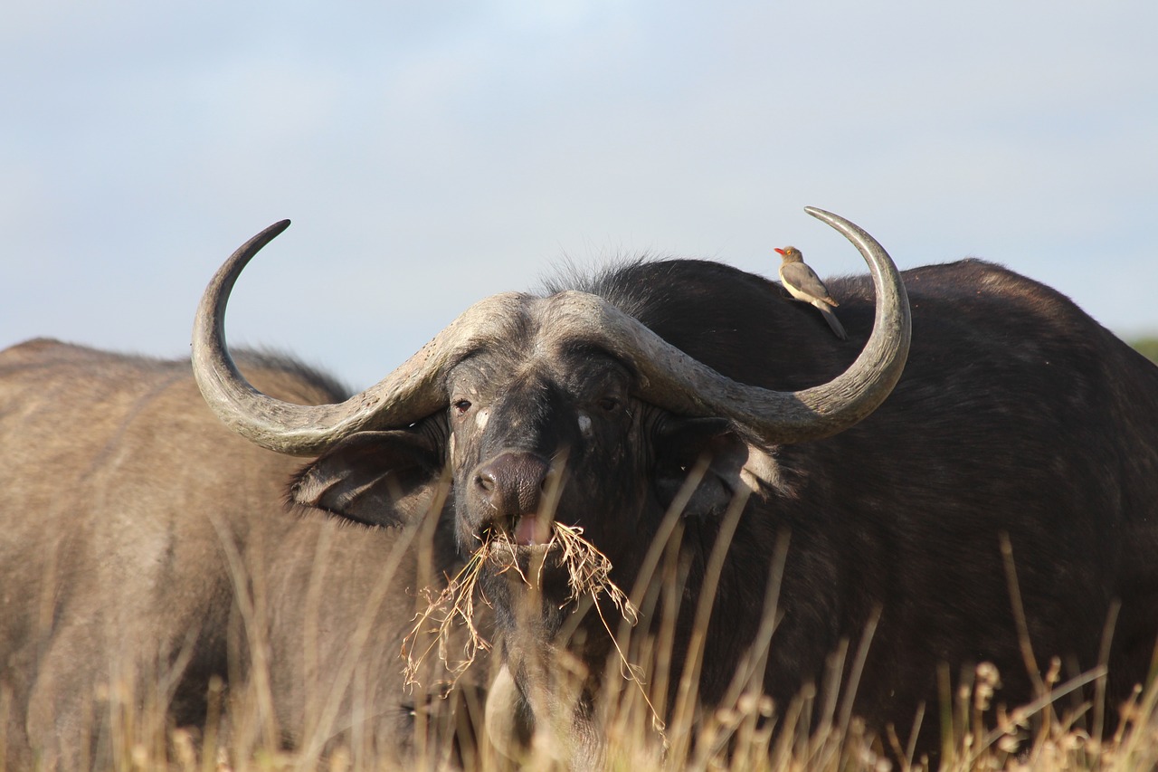 buffalo bird wild free photo