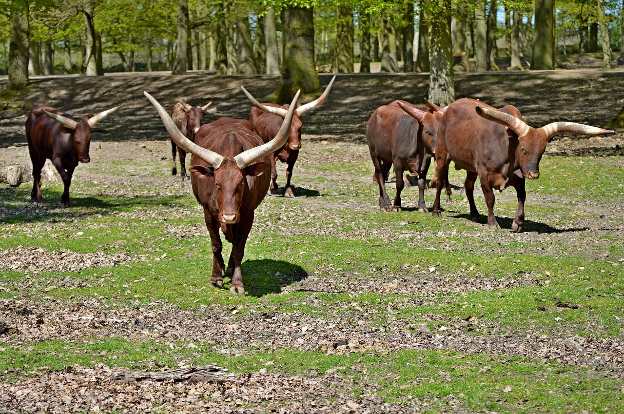 buffalo cow nature free photo