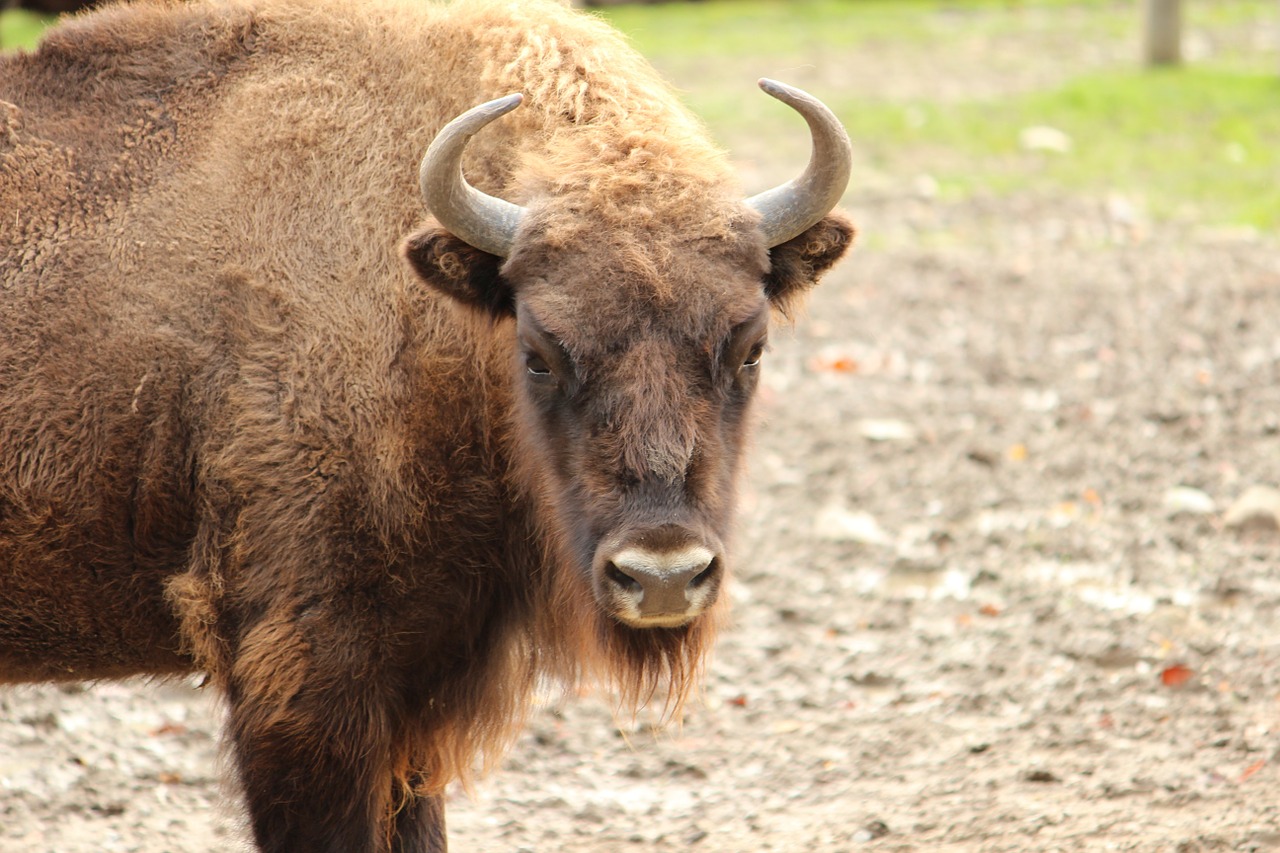 buffalo skull horn free photo