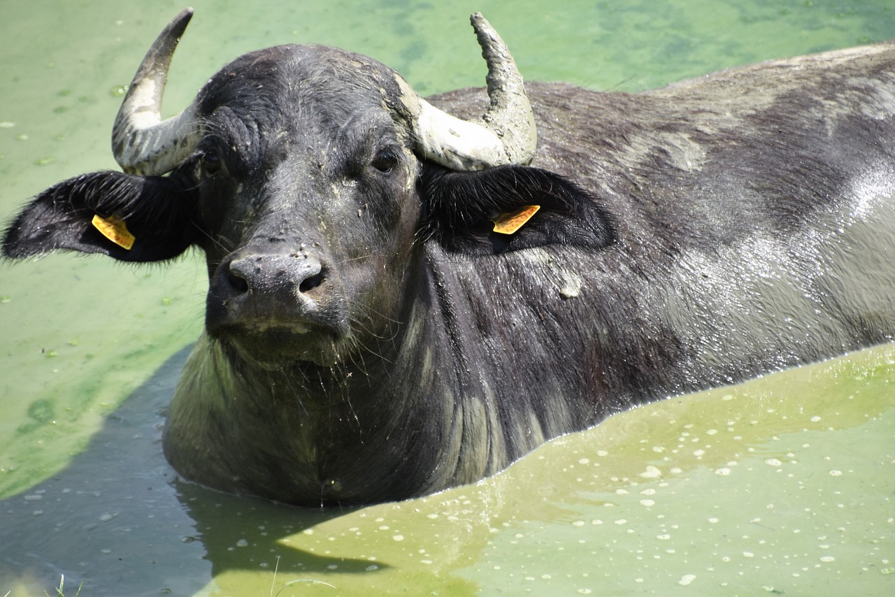 buffalo animal cattle free photo