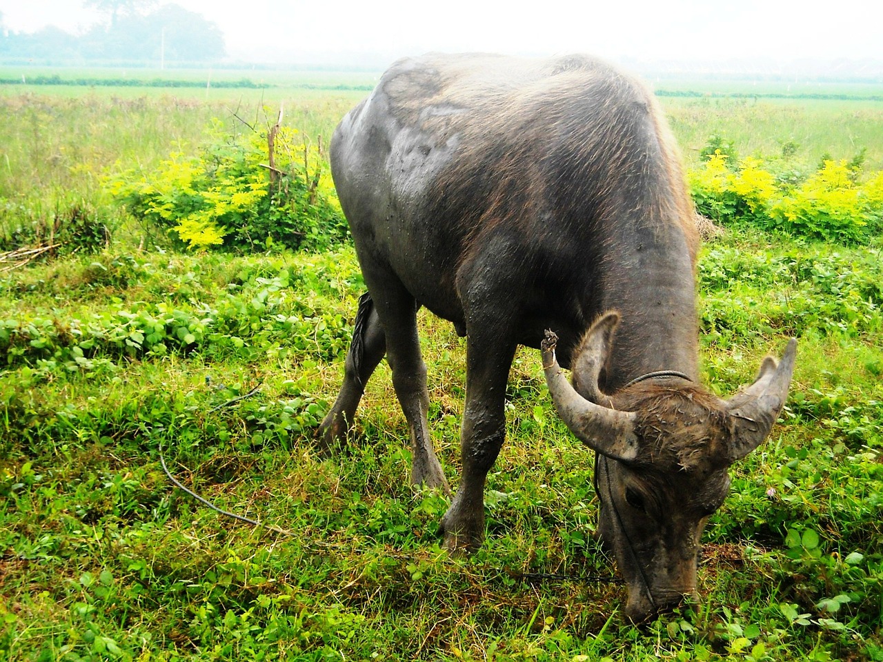 buffalo eating grass free photo