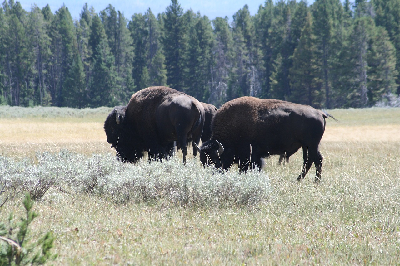 buffalo grazing bison free photo