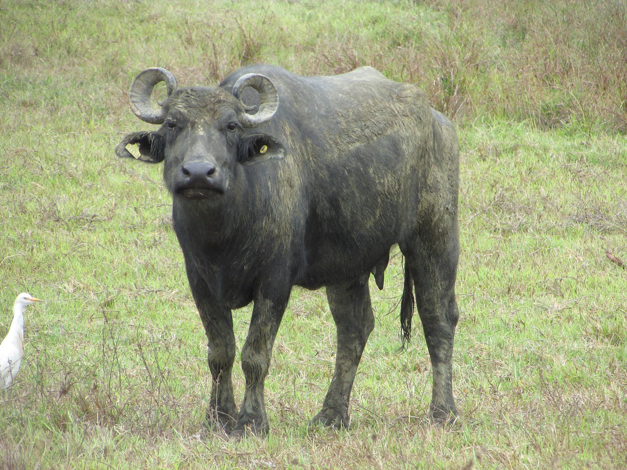 buffalo animal horns free photo