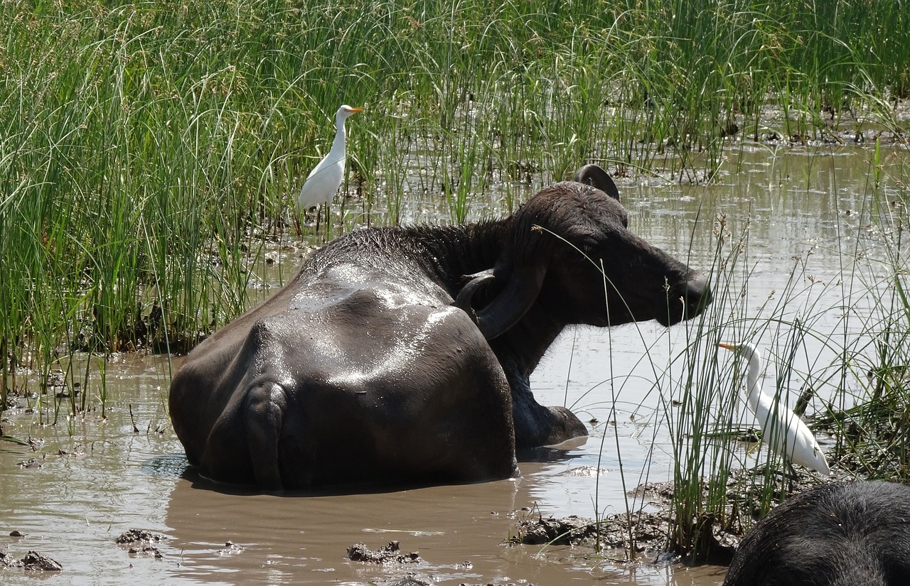 buffalo bovine cattle free photo