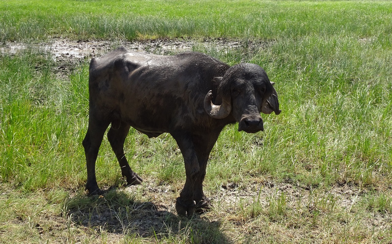 buffalo bull stud free photo