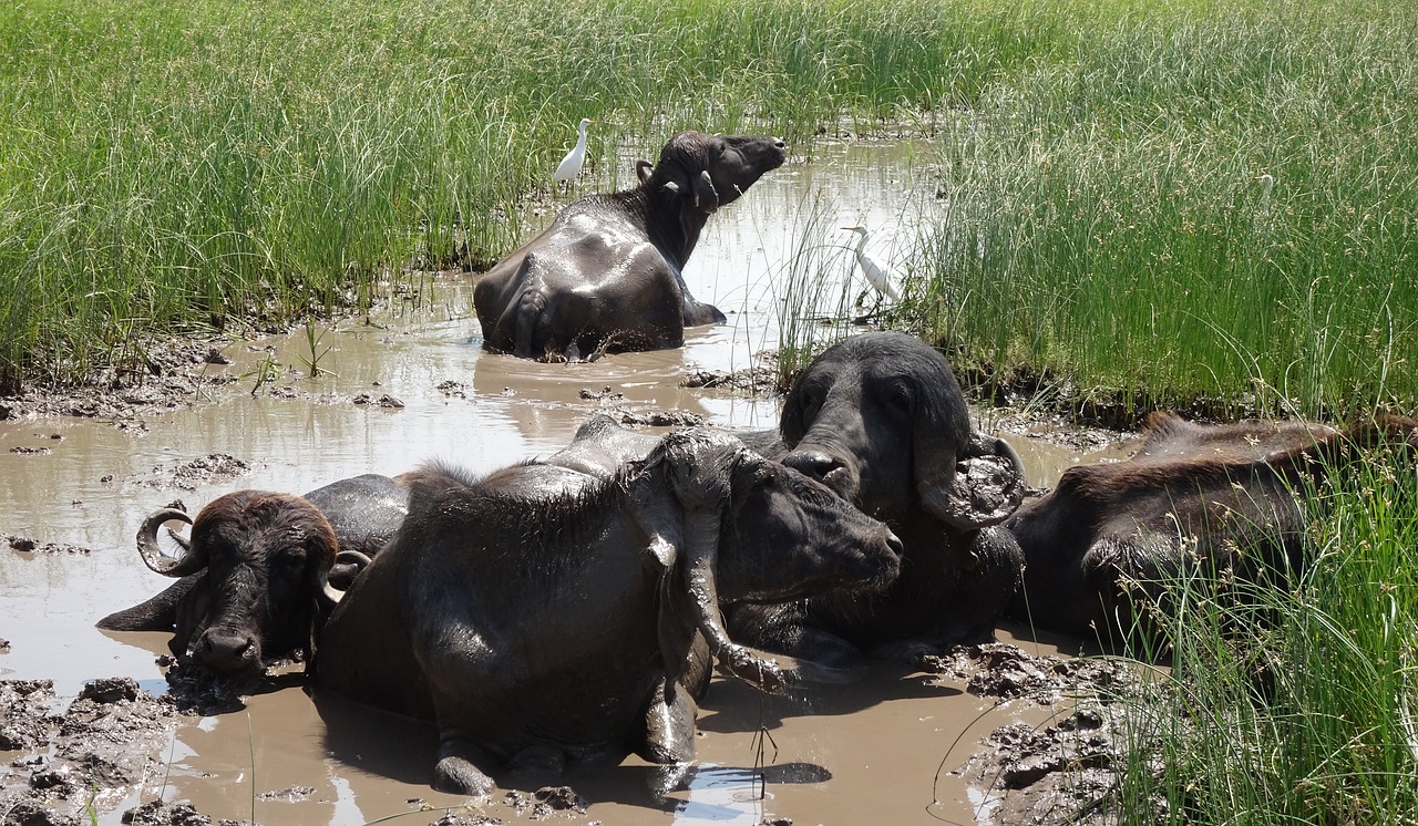 buffalo bovine cattle free photo