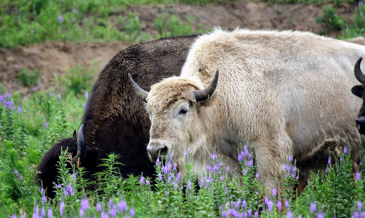 buffalo white rare free photo