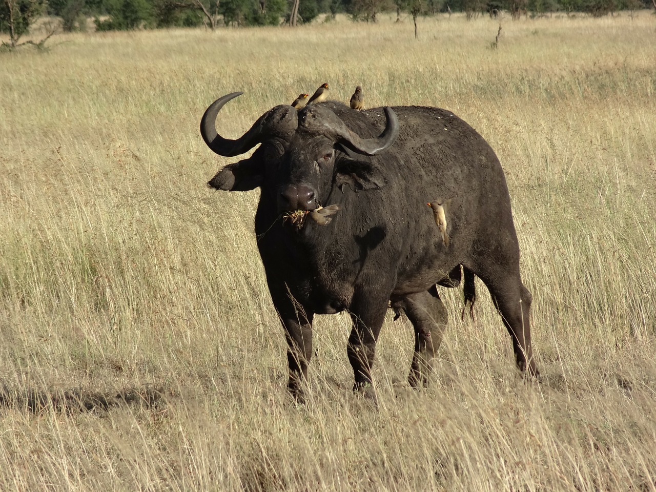 buffalo savannah animals free photo