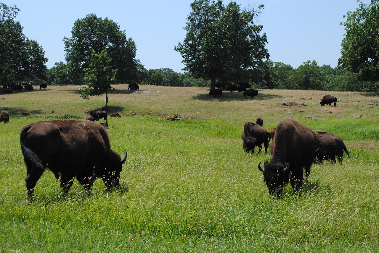 buffalo  prairie  oklahoma free photo