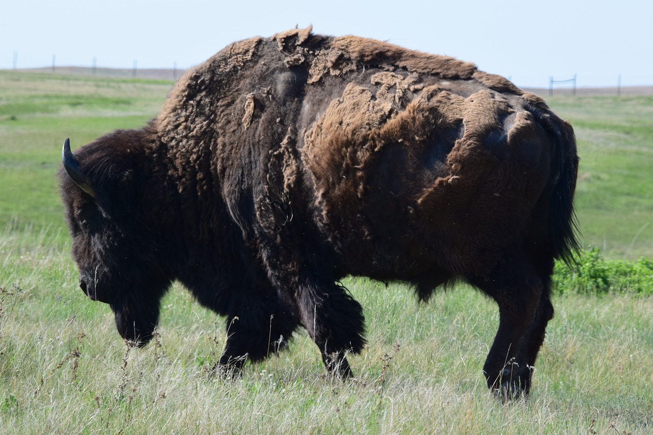 buffalo  bison  wildlife free photo